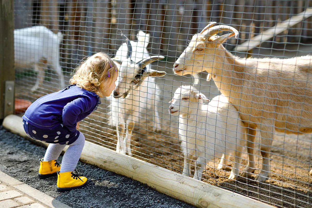 Calmsley Farm